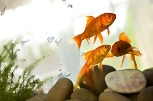 Goldfish Aquarium